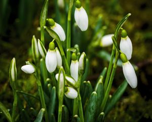 Preview wallpaper snowdrops, flowers, buds, white, macro