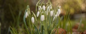 Preview wallpaper snowdrops, flowers, buds, spring