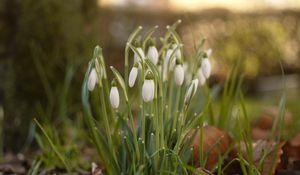 Preview wallpaper snowdrops, flowers, buds, spring