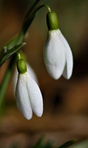 Preview wallpaper snowdrops, flowers, buds, leaves, spring