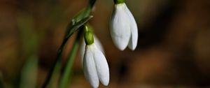 Preview wallpaper snowdrops, flowers, buds, leaves, spring