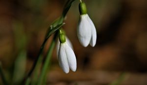 Preview wallpaper snowdrops, flowers, buds, leaves, spring