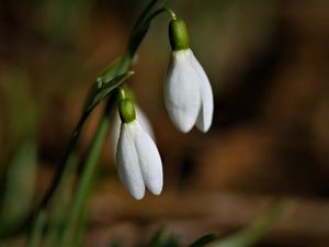 Preview wallpaper snowdrops, flowers, buds, leaves, spring