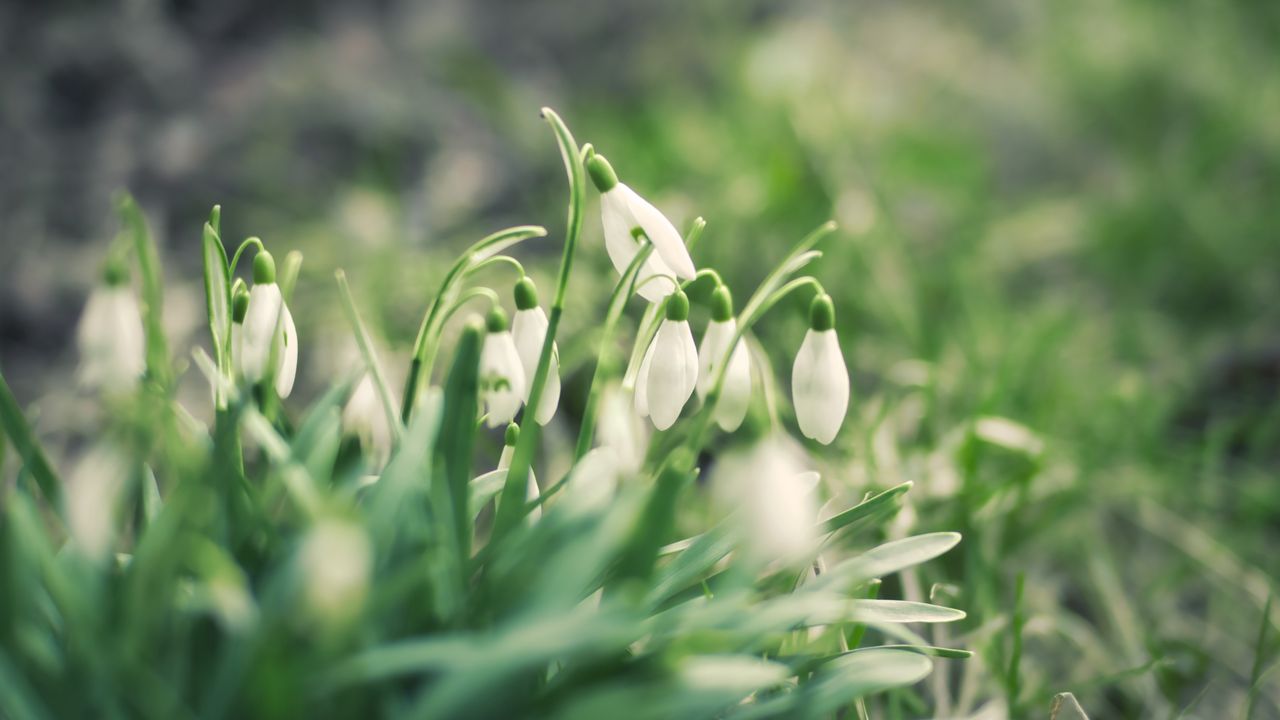 Wallpaper snowdrops, flowers, buds, petals, leaves, spring