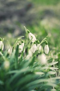 Preview wallpaper snowdrops, flowers, buds, petals, leaves, spring