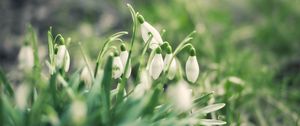 Preview wallpaper snowdrops, flowers, buds, petals, leaves, spring
