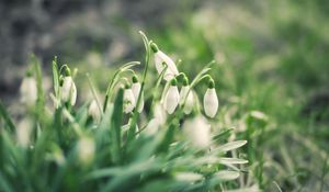 Preview wallpaper snowdrops, flowers, buds, petals, leaves, spring