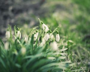 Preview wallpaper snowdrops, flowers, buds, petals, leaves, spring