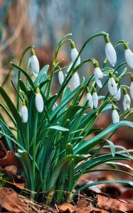 Preview wallpaper snowdrops, flowers, buds, spring, leaves