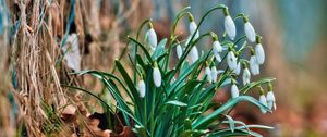 Preview wallpaper snowdrops, flowers, buds, spring, leaves