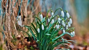 Preview wallpaper snowdrops, flowers, buds, spring, leaves