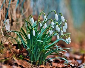 Preview wallpaper snowdrops, flowers, buds, spring, leaves