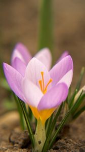 Preview wallpaper snowdrops, flowers, dirt, petals, leaves