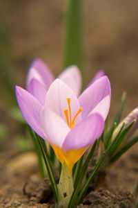 Preview wallpaper snowdrops, flowers, dirt, petals, leaves