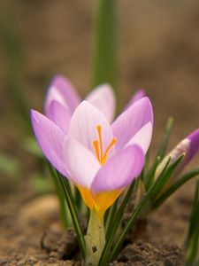 Preview wallpaper snowdrops, flowers, dirt, petals, leaves