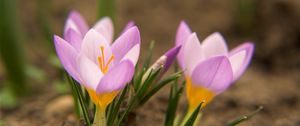 Preview wallpaper snowdrops, flowers, dirt, petals, leaves