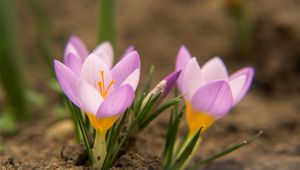 Preview wallpaper snowdrops, flowers, dirt, petals, leaves