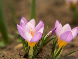 Preview wallpaper snowdrops, flowers, dirt, petals, leaves