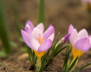 Preview wallpaper snowdrops, flowers, dirt, petals, leaves