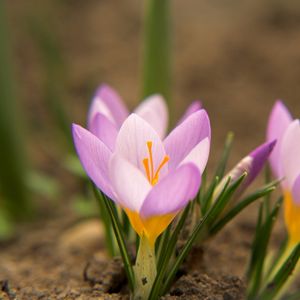 Preview wallpaper snowdrops, flowers, dirt, petals, leaves