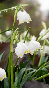 Preview wallpaper snowdrops, flowers, drops, dew, petals, leaves, macro
