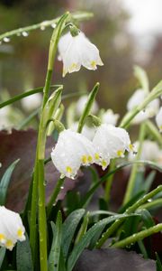 Preview wallpaper snowdrops, flowers, drops, dew, petals, leaves, macro