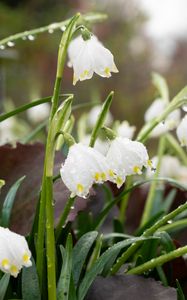 Preview wallpaper snowdrops, flowers, drops, dew, petals, leaves, macro