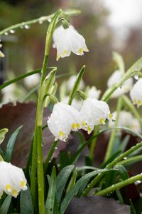 Preview wallpaper snowdrops, flowers, drops, dew, petals, leaves, macro