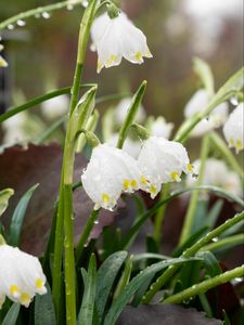 Preview wallpaper snowdrops, flowers, drops, dew, petals, leaves, macro