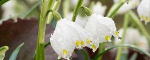 Preview wallpaper snowdrops, flowers, drops, dew, petals, leaves, macro