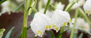 Preview wallpaper snowdrops, flowers, drops, dew, petals, leaves, macro