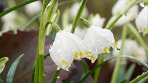 Preview wallpaper snowdrops, flowers, drops, dew, petals, leaves, macro