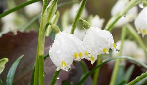 Preview wallpaper snowdrops, flowers, drops, dew, petals, leaves, macro
