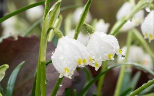 Preview wallpaper snowdrops, flowers, drops, dew, petals, leaves, macro