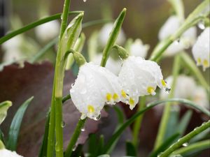 Preview wallpaper snowdrops, flowers, drops, dew, petals, leaves, macro