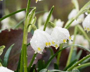 Preview wallpaper snowdrops, flowers, drops, dew, petals, leaves, macro