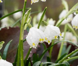 Preview wallpaper snowdrops, flowers, drops, dew, petals, leaves, macro