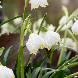Preview wallpaper snowdrops, flowers, drops, dew, petals, leaves, macro