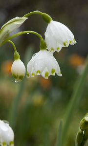 Preview wallpaper snowdrops, flowers, drops, spring, macro