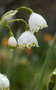 Preview wallpaper snowdrops, flowers, drops, spring, macro