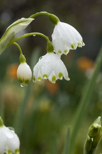 Preview wallpaper snowdrops, flowers, drops, spring, macro