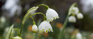 Preview wallpaper snowdrops, flowers, drops, spring, macro