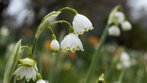 Preview wallpaper snowdrops, flowers, drops, spring, macro