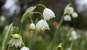 Preview wallpaper snowdrops, flowers, drops, spring, macro