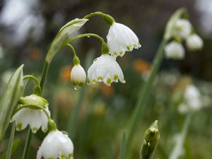 Preview wallpaper snowdrops, flowers, drops, spring, macro