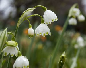 Preview wallpaper snowdrops, flowers, drops, spring, macro