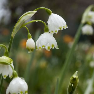 Preview wallpaper snowdrops, flowers, drops, spring, macro
