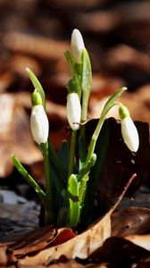 Preview wallpaper snowdrops, flowers, drops, three, leaves