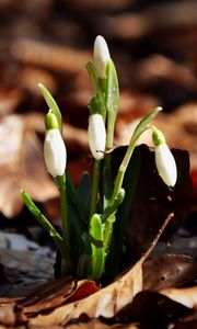 Preview wallpaper snowdrops, flowers, drops, three, leaves