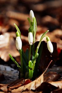 Preview wallpaper snowdrops, flowers, drops, three, leaves